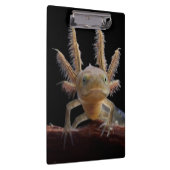 頂点に達されたnewtのlarve クリップボード (右)