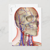 頭と首の動脈と静脈 ポストカード (正面/裏面)