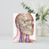 頭と首の動脈と静脈 ポストカード (スタンド正面)