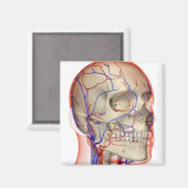 頭と首の動脈と静脈 マグネット (正面/裏面)