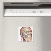 頭と首の動脈と静脈 マグネット (インサイチュ (食洗機))