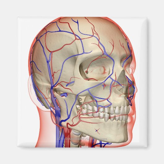 頭と首の動脈と静脈 マグネット (正面)