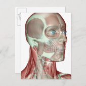 頭と首の筋肉のスケルトン5 ポストカード (正面/裏面)