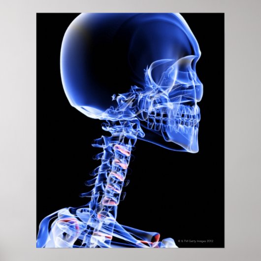 頭と首の骨 ポスター (正面)