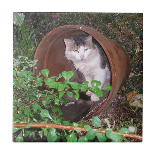 頭に保雨が降る！ タイル (正面)