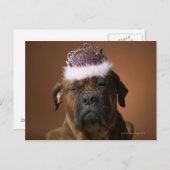 頭に誕生日の冠をかぶった犬 ポストカード (正面/裏面)