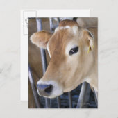 頭に頭を入れたジャージー乳牛。 ポストカード (正面/裏面)