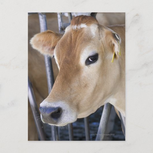 頭に頭を入れたジャージー乳牛。 ポストカード (正面)