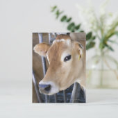 頭に頭を入れたジャージー乳牛。 ポストカード (スタンド正面)