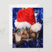 頭の上にサンタハットのラゾバックムスクカメ シーズンポストカード (正面/裏面)