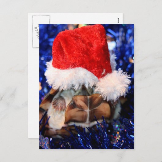 頭の上にサンタハットのラゾバックムスクカメ シーズンポストカード (正面/裏面)