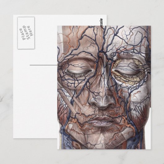 頭の静脈と筋肉 ポストカード (正面/裏面)