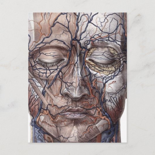 頭の静脈と筋肉 ポストカード (正面)