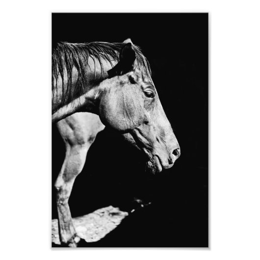 頭の馬の脚 フォトプリント            (正面)
