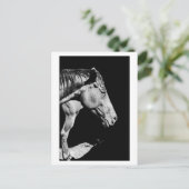 頭の馬の脚 ポストカード (スタンド正面)