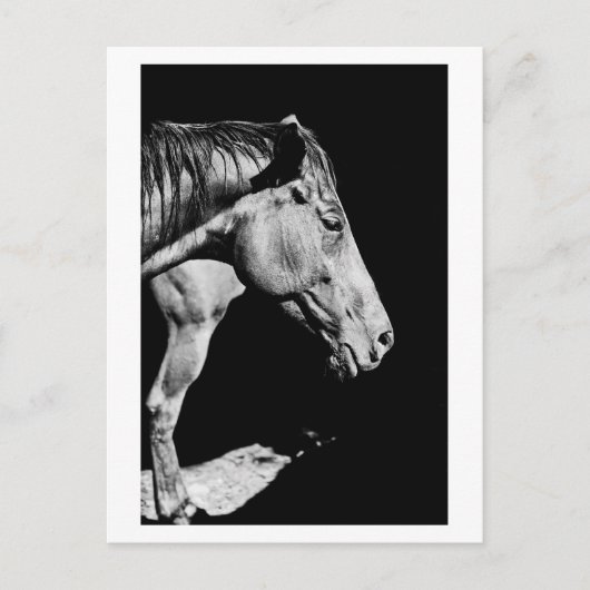 頭の馬の脚 ポストカード (正面)