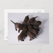 頭を合わせた子犬のグループ ポストカード (正面/裏面)