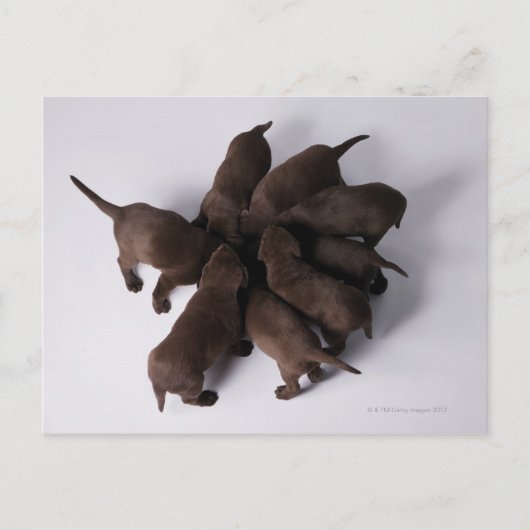 頭を合わせた子犬のグループ ポストカード (正面)