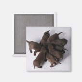 頭を合わせた子犬のグループ マグネット (正面/裏面)