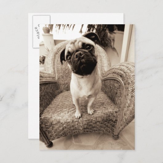 頭を横に付けたパグ ポストカード (正面/裏面)