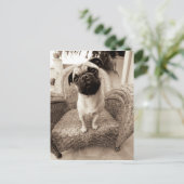 頭を横に付けたパグ ポストカード (スタンド正面)