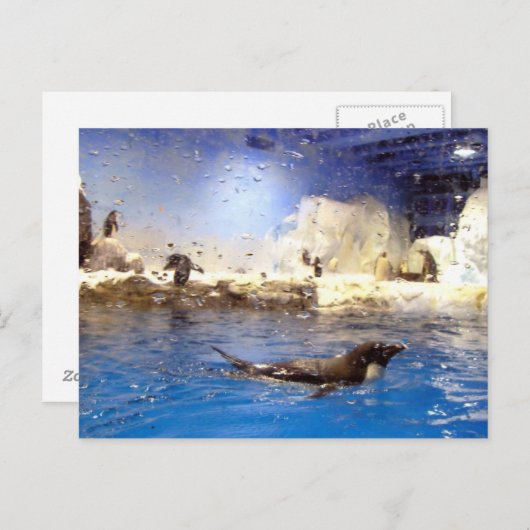 頭保を上げる/かわいいスイミングペンギン ポストカード (正面/裏面)