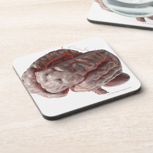 頭脳3の動脈 コースター (左側)