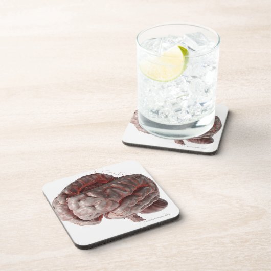 頭脳3の動脈 コースター (右側)