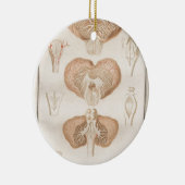 頭脳3 -神経解剖学 セラミックオーナメント (右)