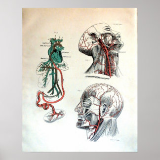 頭蓋循環系 ポスター