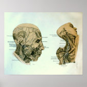 頭蓋神経 ポスター (正面)