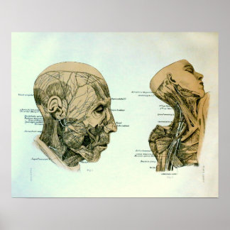 頭蓋神経 ポスター