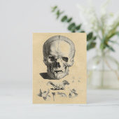 頭蓋骨と顎の骨 ポストカード (スタンド正面)