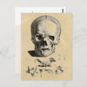 頭蓋骨と顎の骨 ポストカード (正面/裏面)