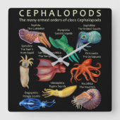 頭足類のタコイカ スクエア壁時計 (正面)