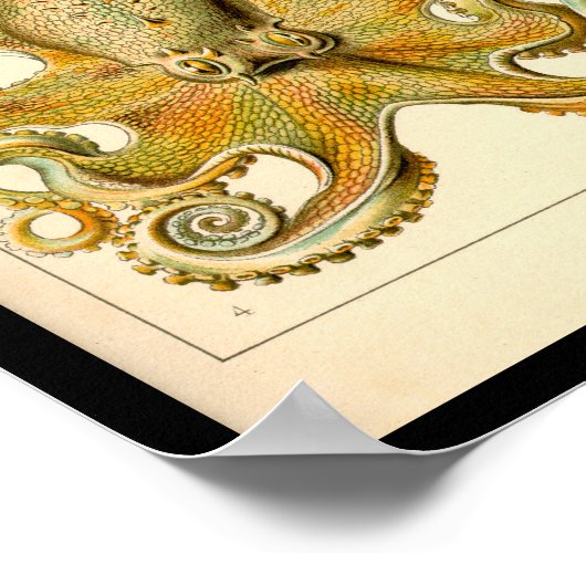 頭足類タコイカ海自然 ポスター (角)