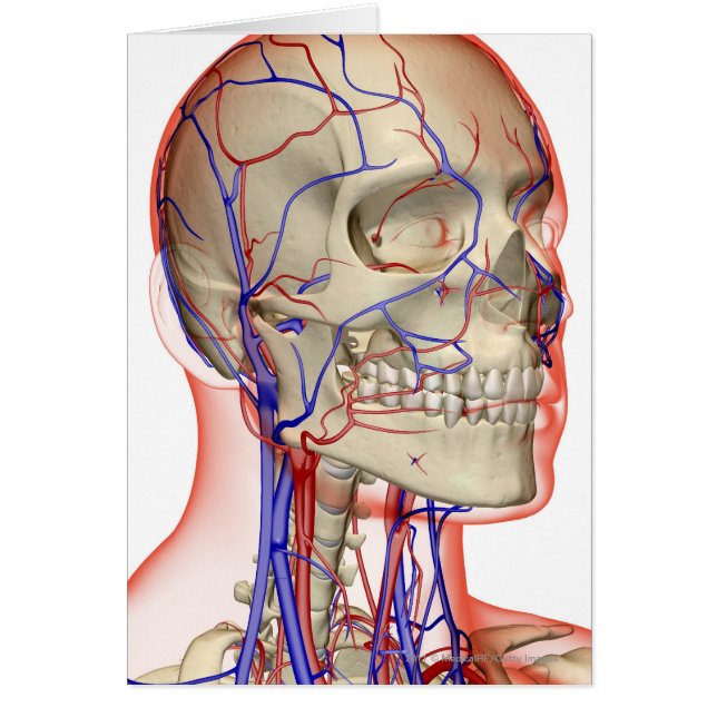 頭部および首の動脈そして静脈 (正面)