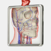 頭部および首の動脈そして静脈 メタルオーナメント (左)