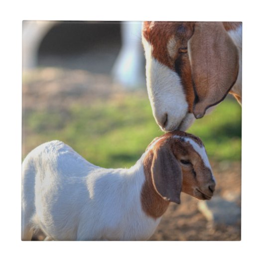 頭部の彼女のベビーに接吻している母ヤギ タイル (正面)