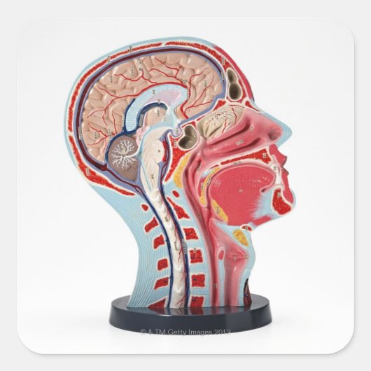 頭部の断面モデル スクエアシール (正面)