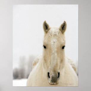 頭部の雪を持つ馬 ポスター