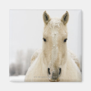 頭部の雪を持つ馬 マグネット