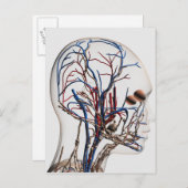 頭部動脈の医療イラストレーション1 ポストカード (正面/裏面)