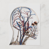 頭部動脈の医療イラストレーション1 ポストカード (正面)