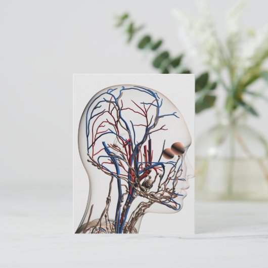 頭部動脈の医療イラストレーション1 ポストカード (スタンド正面)