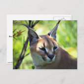 頭部及び肩 ポストカード (正面/裏面)