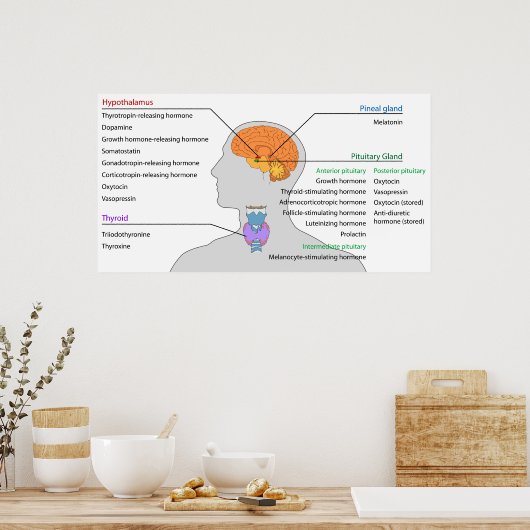 頭頸部の内分泌腺とホルモン ポスター (キッチン)