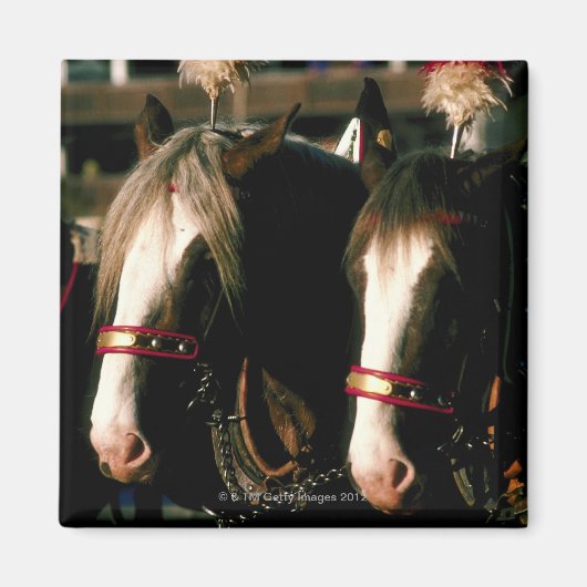 頭飾りの馬 マグネット (正面)