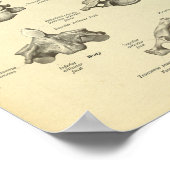 頸椎解剖学プリント ポスター (角)