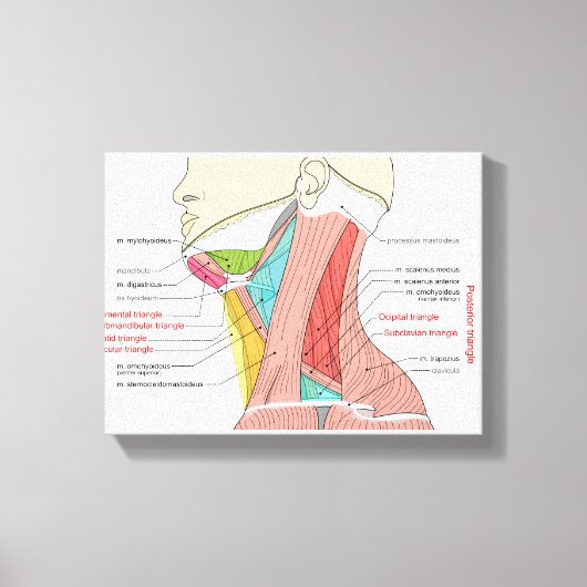 頸部の前三角と後三角の解剖学的筋肉図 キャンバスプリント (正面)